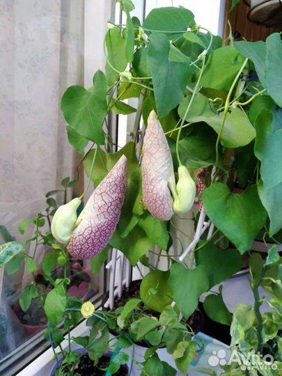 Аристолохия, взрлслое ростение