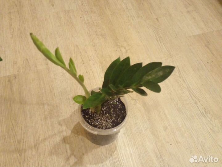 Замиокулькас лаки