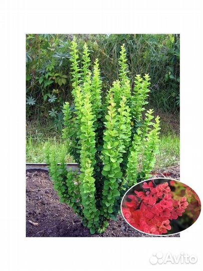 Барбарис тунберга эректа