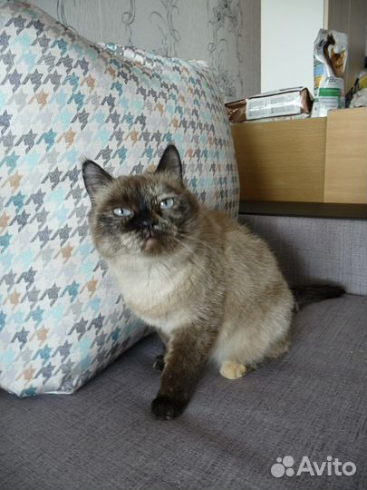 Кошка