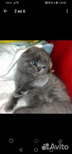 Шотландские вислоухие котята