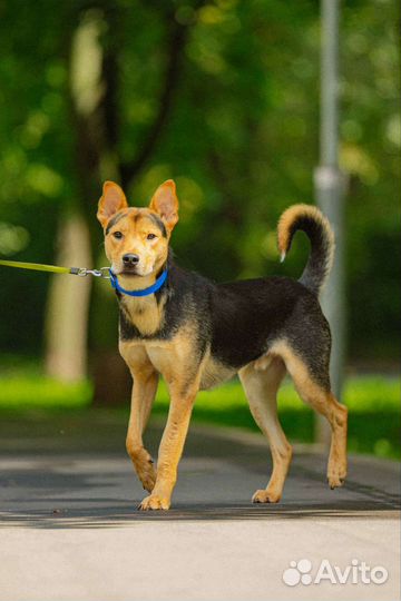 Собака полностью готова жить в квартире
