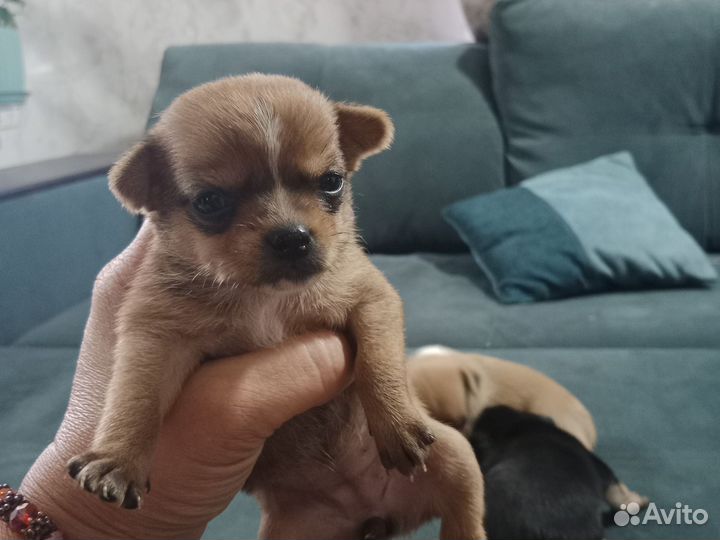 Щенки чихуахуа