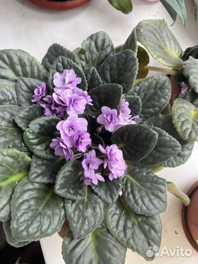 Составы для кератина ботокса