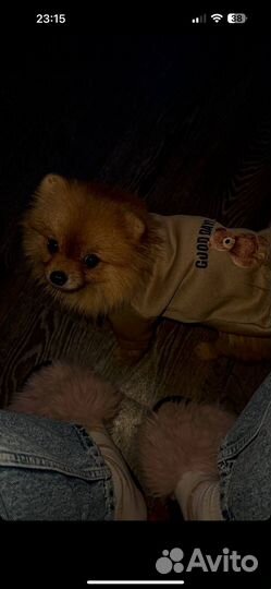 Померанский шпиц мини