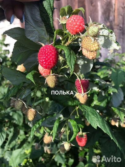 Саженцы малины Полька