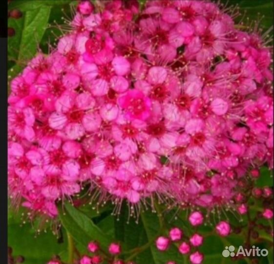 Спирея дартс ред, зкс С-2/3/5