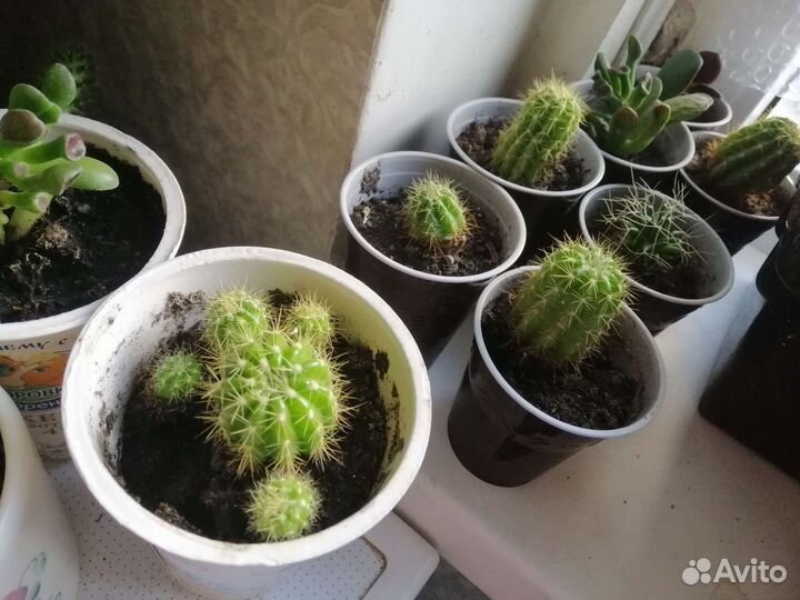 Кактус и мурая