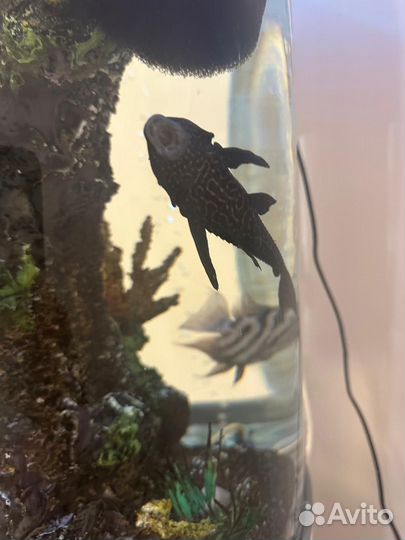 Отдам бесплатно аквариумных рыб