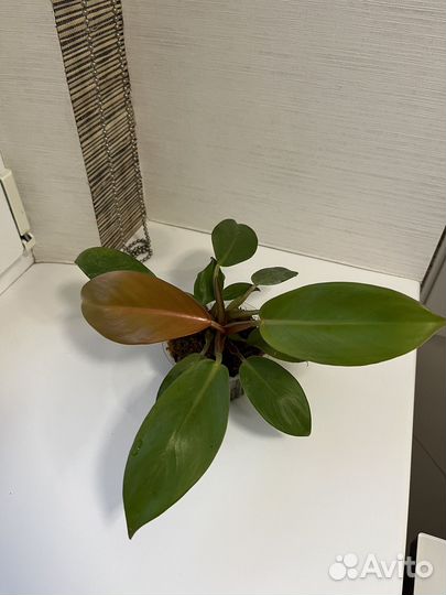 Филодендроны