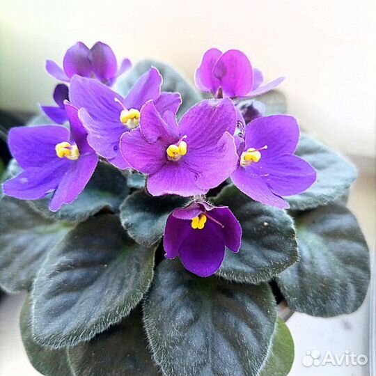 Фиалки сортовые