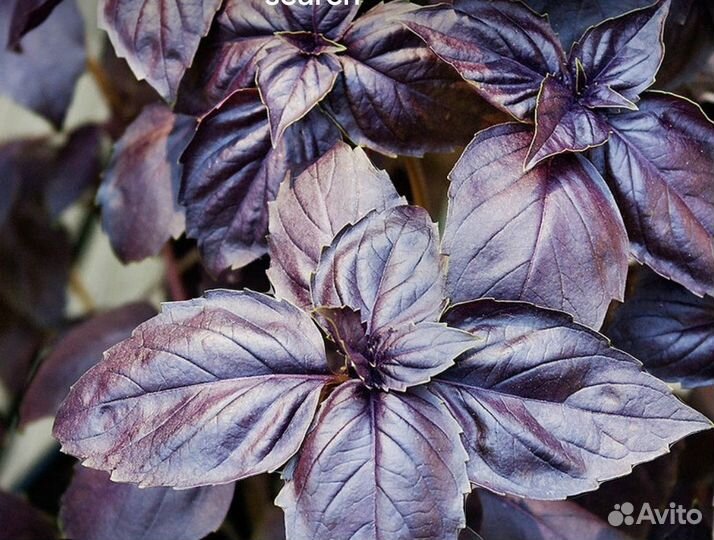 Базилик, укроп, петрушка, лук, свекла мангольд