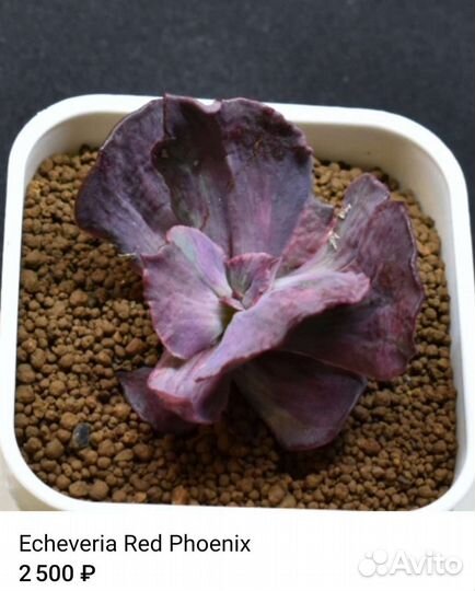 Суккуленты