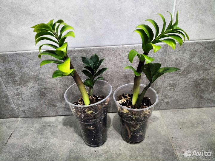 Замиокулькасы зензи