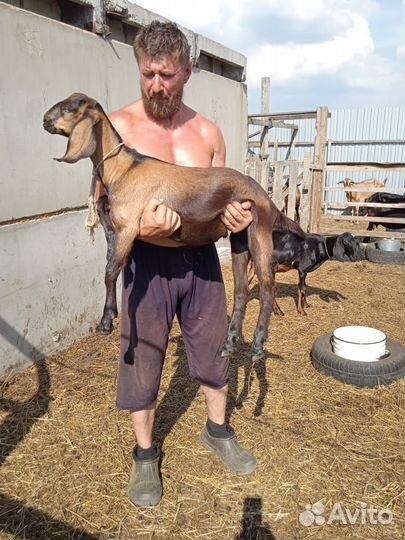 Англо нубийские козы