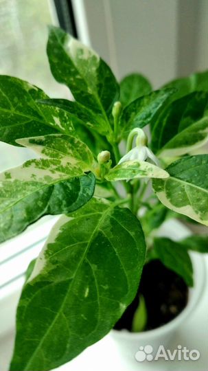 Перчики балконные (молодые растения)