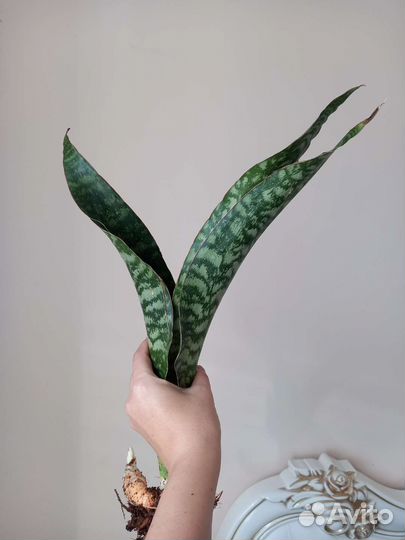 Sansevieria Aubrytiana Dragon,комнатные растения