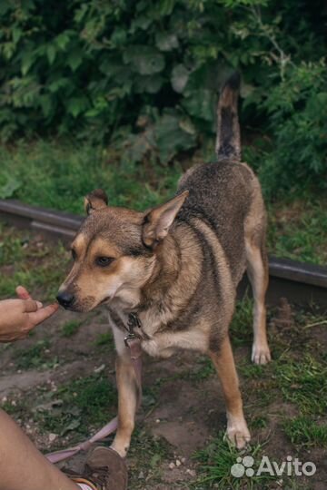 Собака-компаньон Фокси в добрые руки