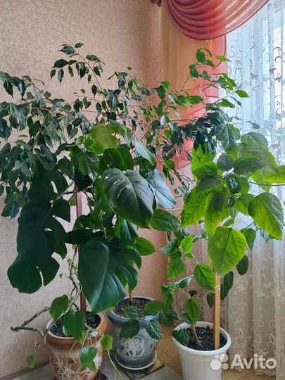 Комнатные цветы