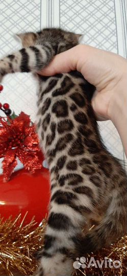 Бенгальские котята