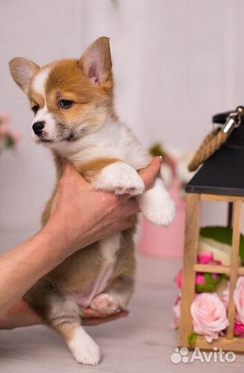 Вельш-корги пемброк щенки