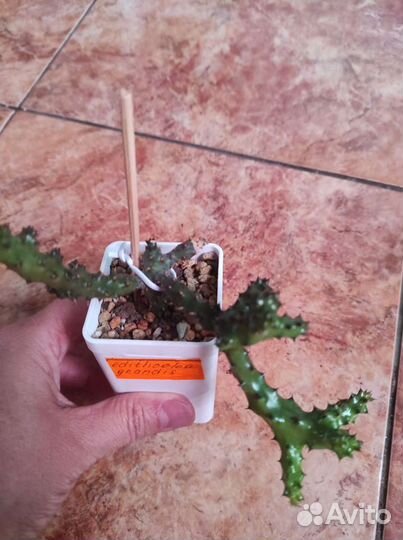 Caralluma hesperidum, edithcolea grandis