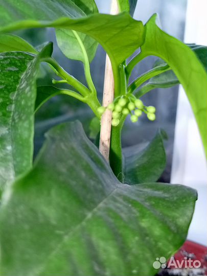 Хойя мультифлора