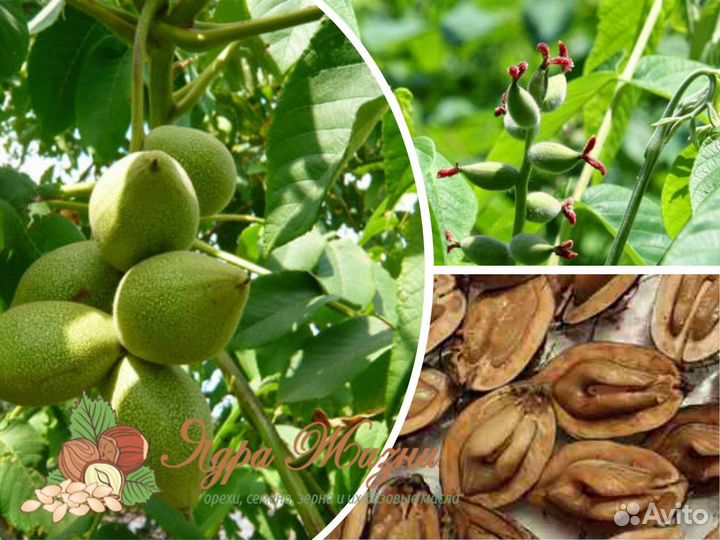 Манжурский орех