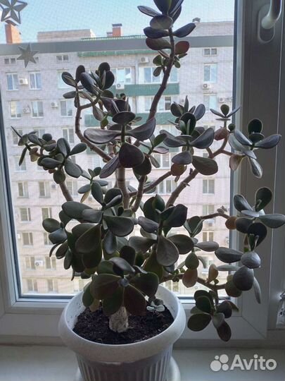 Денежное дерево (Толстянка)