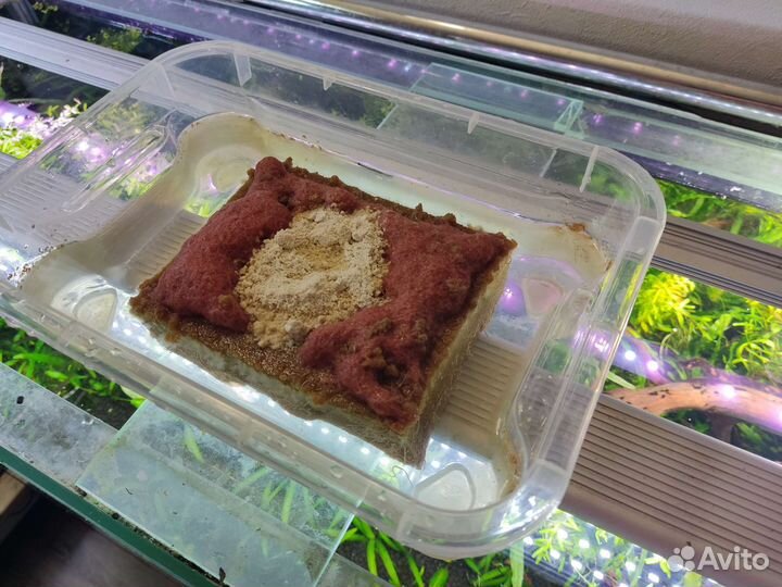 Изя (культура израильского трубочника)