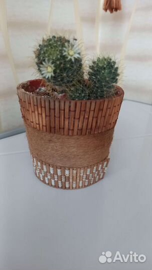 Кактус цветущий