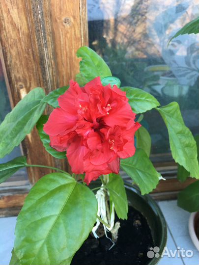 Гибискус Китайская роза