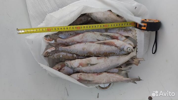 Рыба свежемороженая