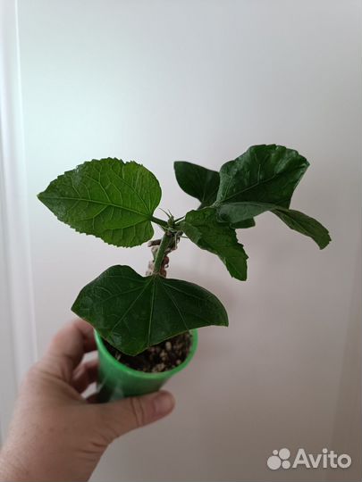 Гибискус флоридский Magnifigue