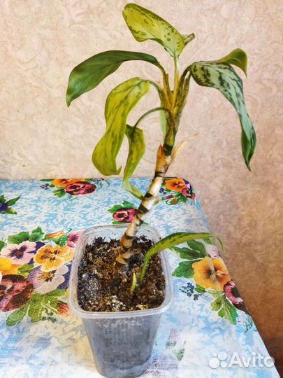 Аглаонема Сильвер куин