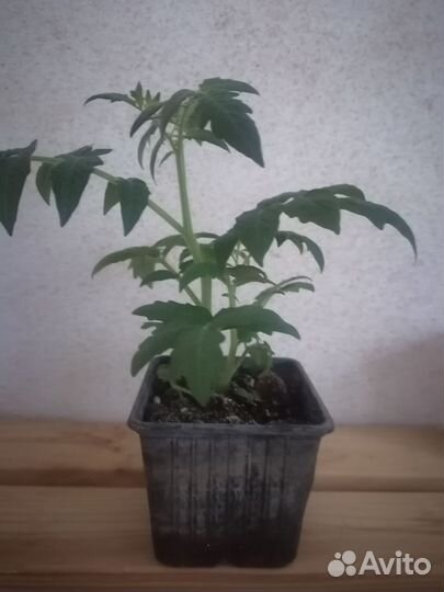 Рассада помидор