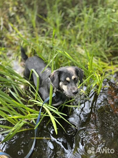 Мини ротвейлер в дар
