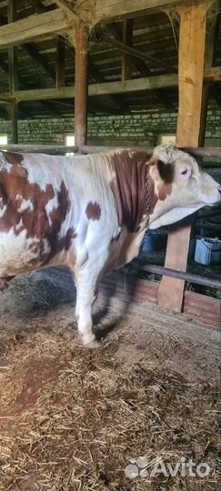 Быки сементалы