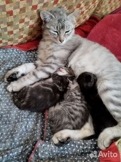 Котята в добрые руки