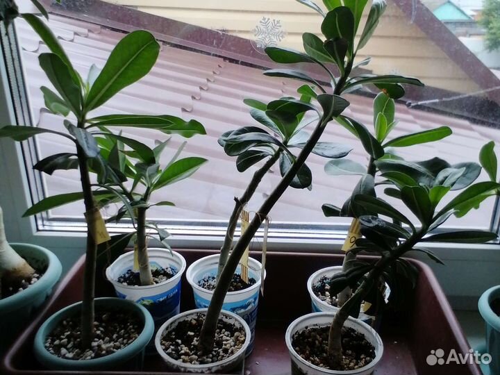 Комнатные цветы адениум