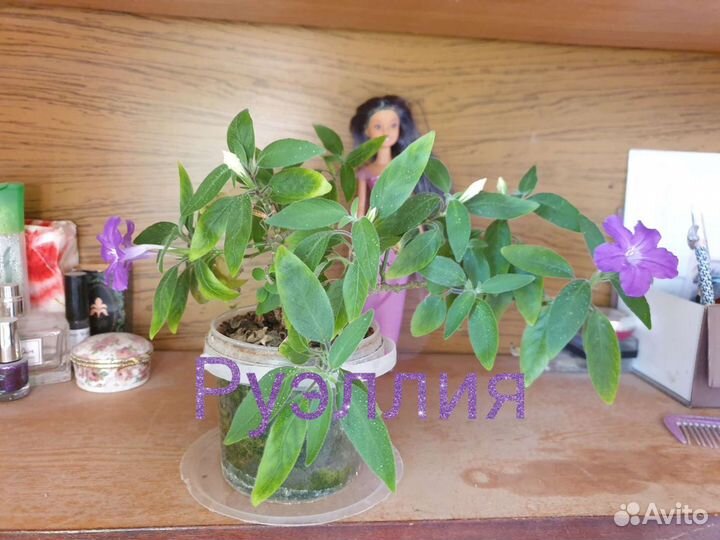 Комнатные растения