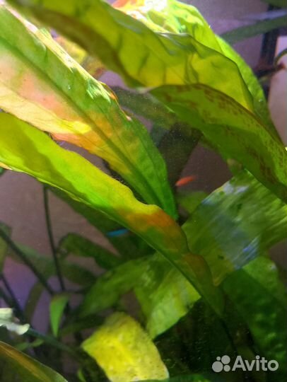 Аквариумные рыбки и растения