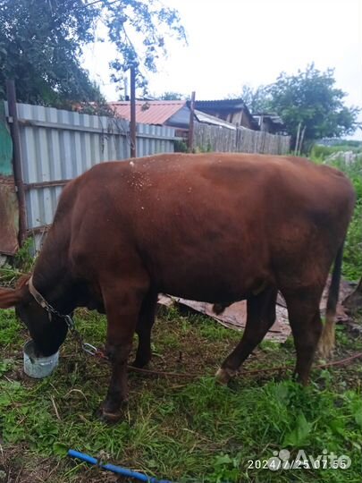 Домашние животные