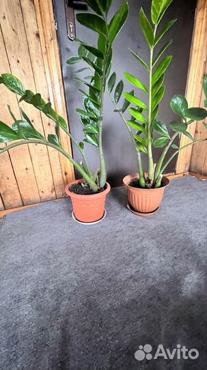 Замиакулькас