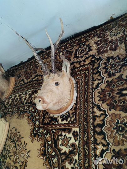 Чучела животных