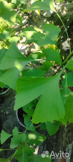 Гинко билоба