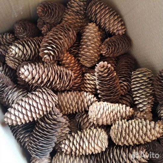 Шишки еловые