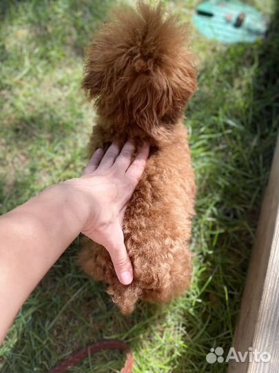 Мини той-пудель, импорт. Вязка