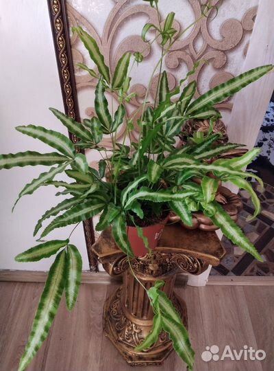 Комнатные растения цветы