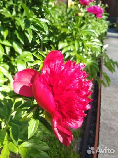 Пионы, 7 сортов, саженцы